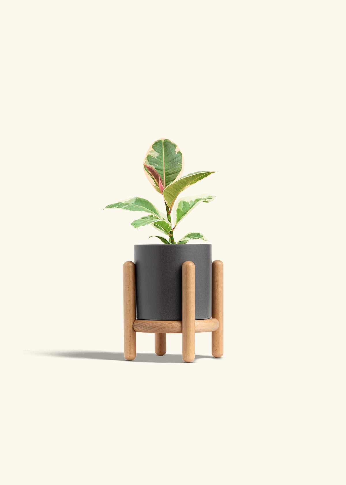 Ruby Rubber Tree in a 4 inches Charcoal Classic Cylinder Planter in a Beech Wood Stand