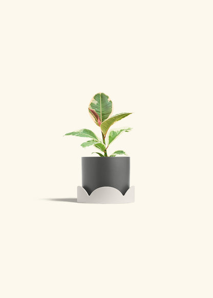 Ruby Rubber Tree in a 4 inches Charcoal Classic Cylinder Planter in a Oat Petal Drip Tray