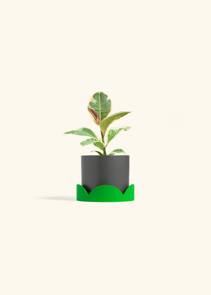 Ruby Rubber Tree in a 4 inches Charcoal Classic Cylinder Planter in a Shamrock Petal Drip Tray