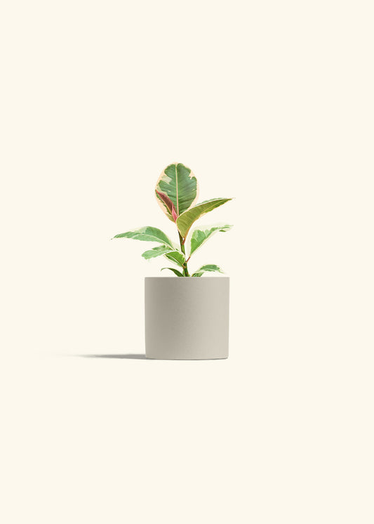 Ruby Rubber Tree in a 4 inches Oat Classic Cylinder Planter 