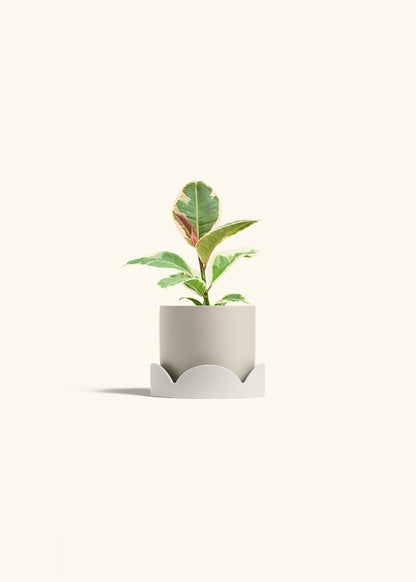 Ruby Rubber Tree in a 4 inches Oat Classic Cylinder Planter in a Oat Petal Drip Tray