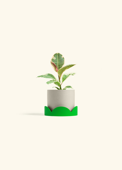 Ruby Rubber Tree in a 4 inches Oat Classic Cylinder Planter in a Shamrock Petal Drip Tray
