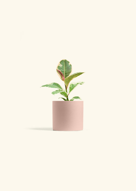 Ruby Rubber Tree in a 4 inches Pink Classic Cylinder Planter 