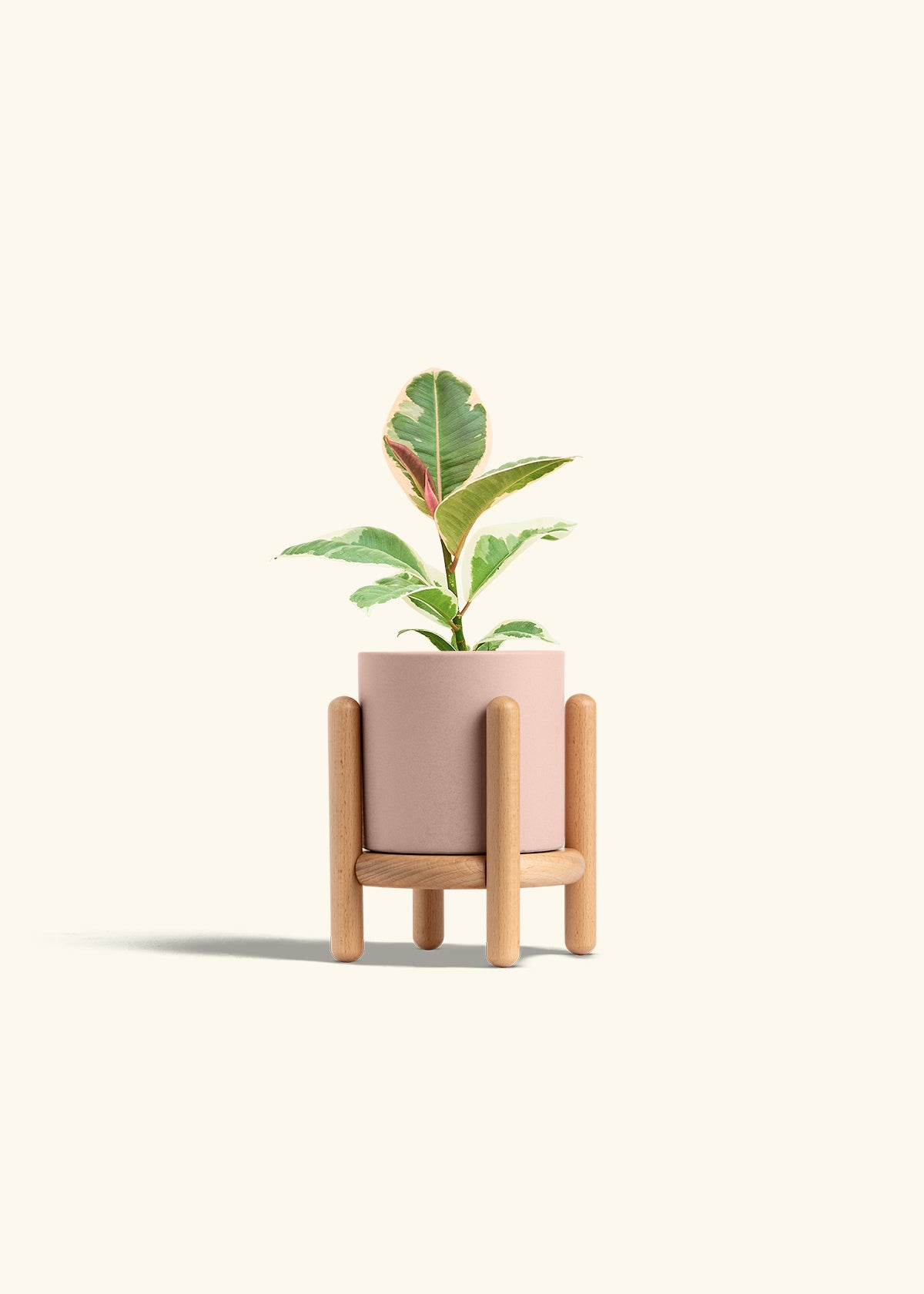 Ruby Rubber Tree in a 4 inches Pink Classic Cylinder Planter in a Beech Wood Stand