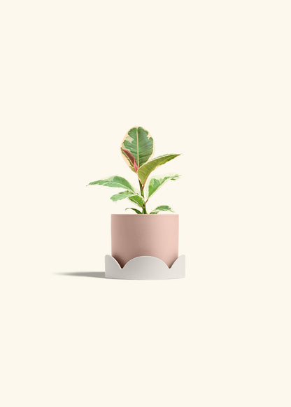 Ruby Rubber Tree in a 4 inches Pink Classic Cylinder Planter in a Oat Petal Drip Tray