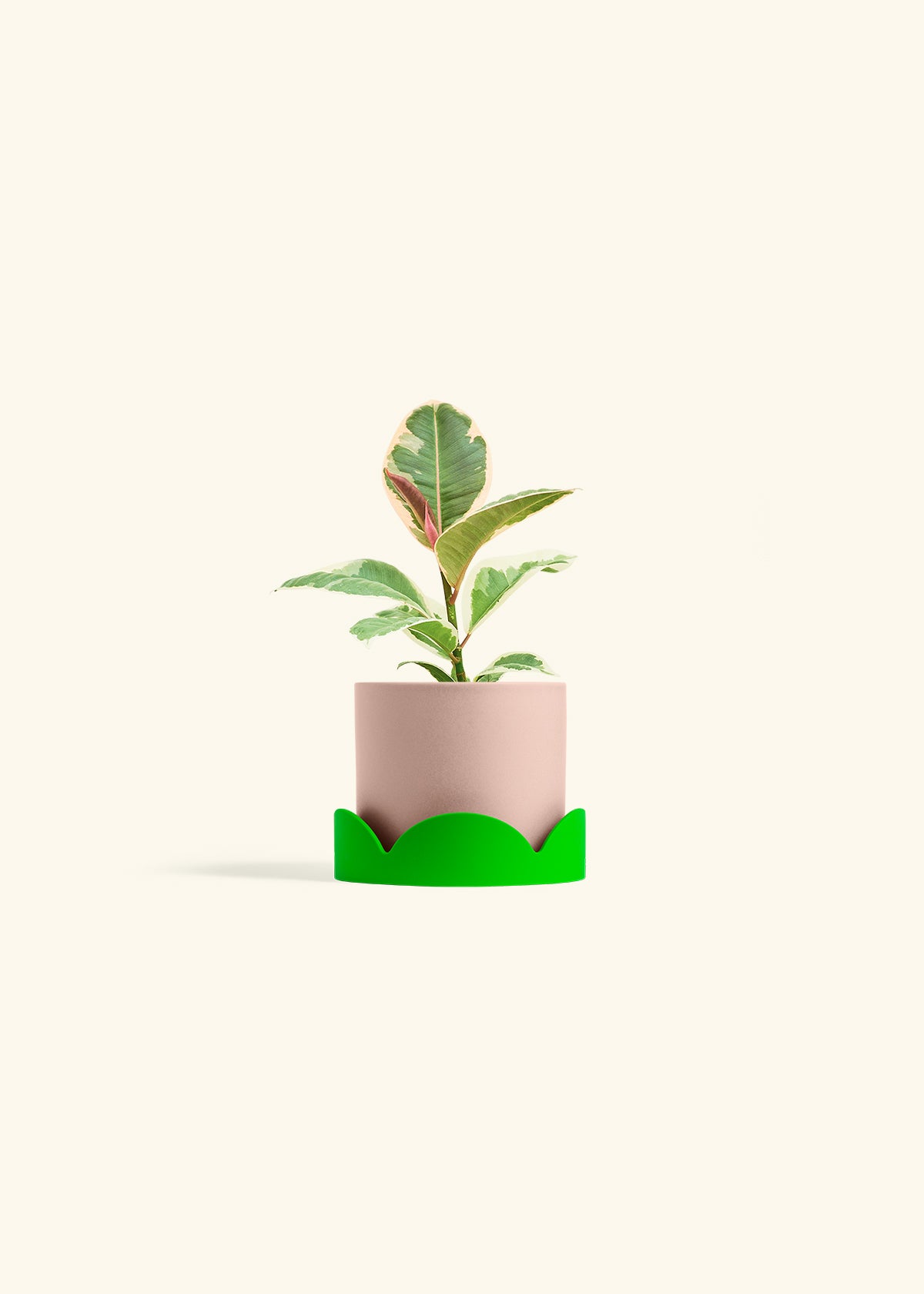 Ruby Rubber Tree in a 4 inches Pink Classic Cylinder Planter in a Shamrock Petal Drip Tray