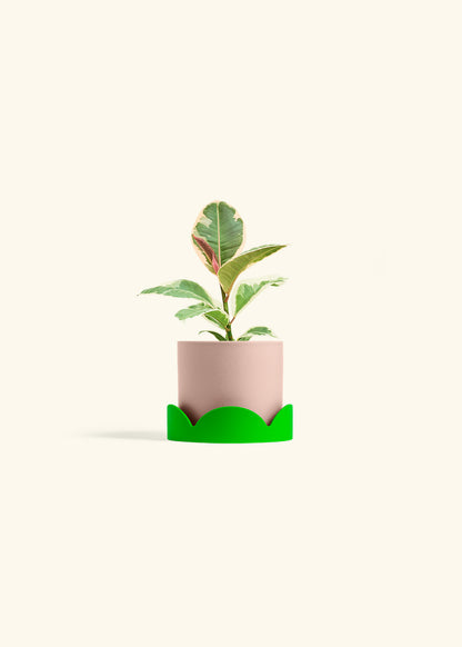 Ruby Rubber Tree in a 4 inches Pink Classic Cylinder Planter in a Shamrock Petal Drip Tray