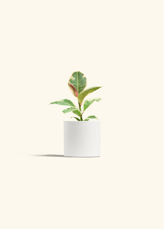 Ruby Rubber Tree in a 4 inches White Classic Cylinder Planter 