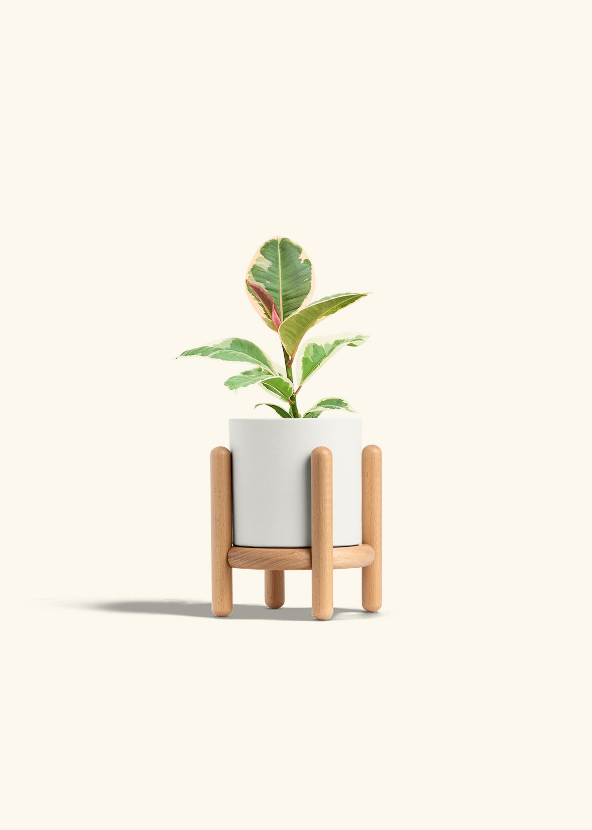 Ruby Rubber Tree in a 4 inches White Classic Cylinder Planter in a Beech Wood Stand
