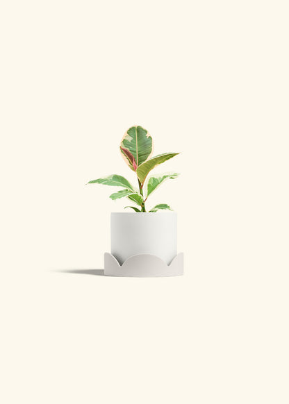 Ruby Rubber Tree in a 4 inches White Classic Cylinder Planter in a Oat Petal Drip Tray