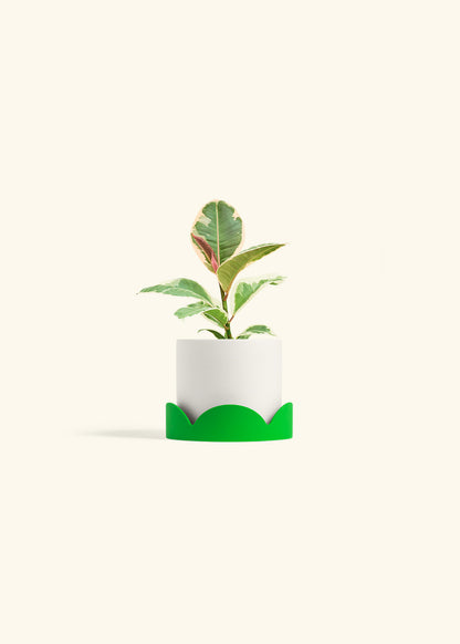 Ruby Rubber Tree in a 4 inches White Classic Cylinder Planter in a Shamrock Petal Drip Tray