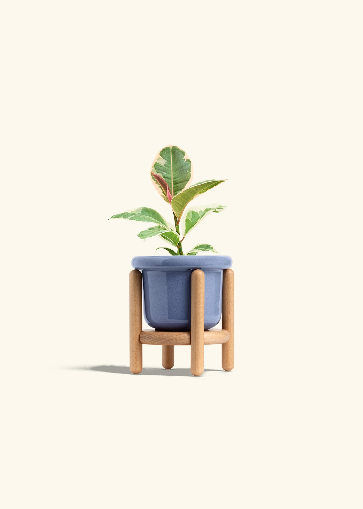 Ruby Rubber Tree in a 4 inches Fat Lip Blue Planter in a Beech Wood Stand