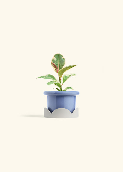 Ruby Rubber Tree in a 4 inches Fat Lip Blue Planter in a Oat Petal Drip Tray
