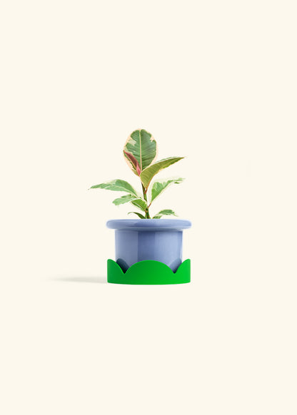 Ruby Rubber Tree in a 4 inches Fat Lip Blue Planter in a Shamrock Petal Drip Tray