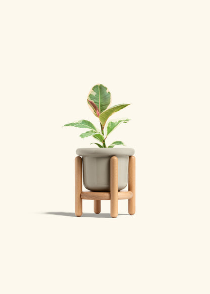 Ruby Rubber Tree in a 4 inches Fat Lip Oat Planter in a Beech Wood Stand