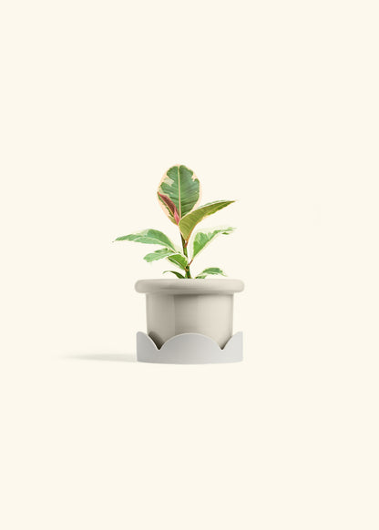 Ruby Rubber Tree in a 4 inches Fat Lip Oat Planter in a Oat Petal Drip Tray