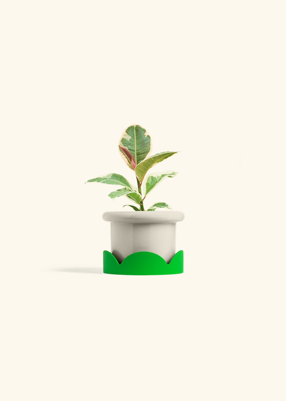 Ruby Rubber Tree in a 4 inches Fat Lip Oat Planter in a Shamrock Petal Drip Tray