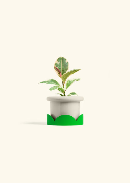 Ruby Rubber Tree in a 4 inches Fat Lip Oat Planter in a Shamrock Petal Drip Tray