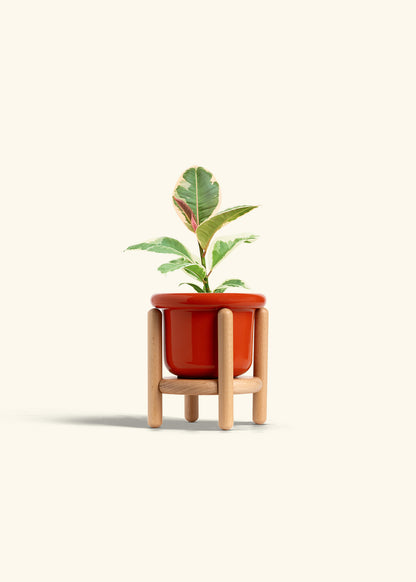 Ruby Rubber Tree in a 4 inches Fat Lip Red Planter in a Beech Wood Stand
