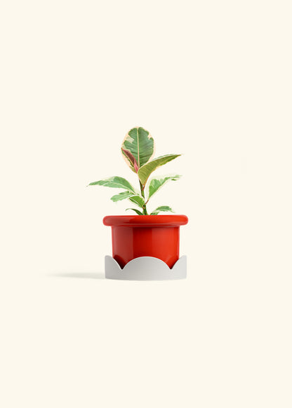 Ruby Rubber Tree in a 4 inches Fat Lip Red Planter in a Oat Petal Drip Tray