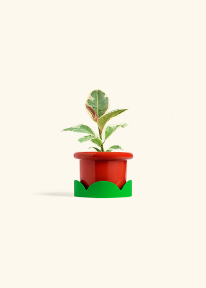 Ruby Rubber Tree in a 4 inches Fat Lip Red Planter in a Shamrock Petal Drip Tray