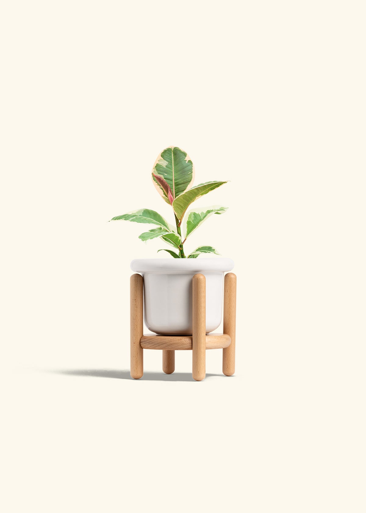 Ruby Rubber Tree in a 4 inches Fat Lip White Planter in a Beech Wood Stand