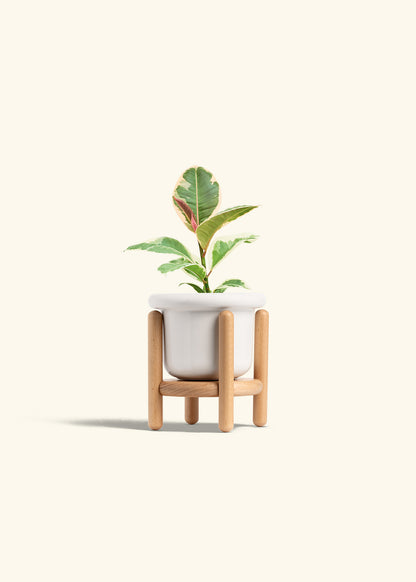 Ruby Rubber Tree in a 4 inches Fat Lip White Planter in a Beech Wood Stand