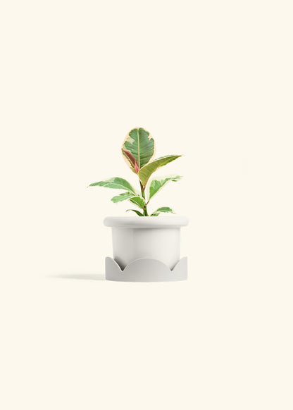 Ruby Rubber Tree in a 4 inches Fat Lip White Planter in a Oat Petal Drip Tray