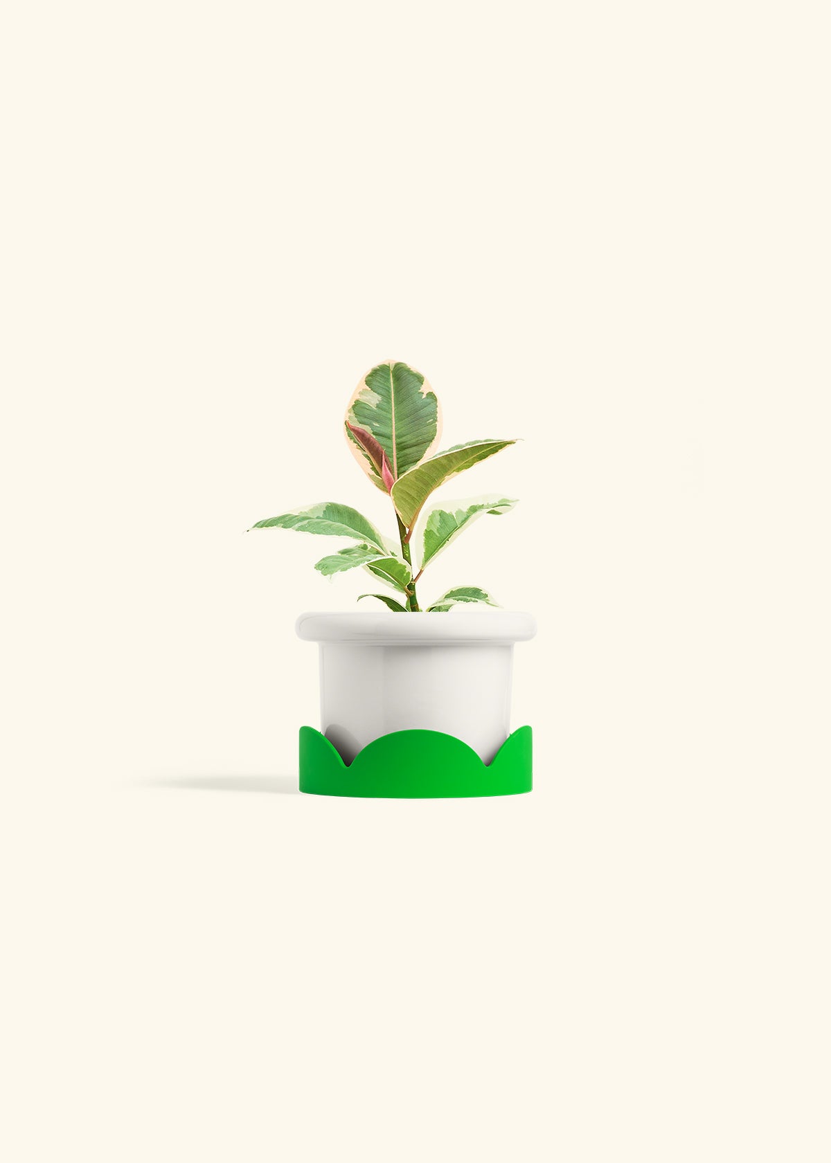 Ruby Rubber Tree in a 4 inches Fat Lip White Planter in a Shamrock Petal Drip Tray