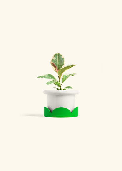 Ruby Rubber Tree in a 4 inches Fat Lip White Planter in a Shamrock Petal Drip Tray