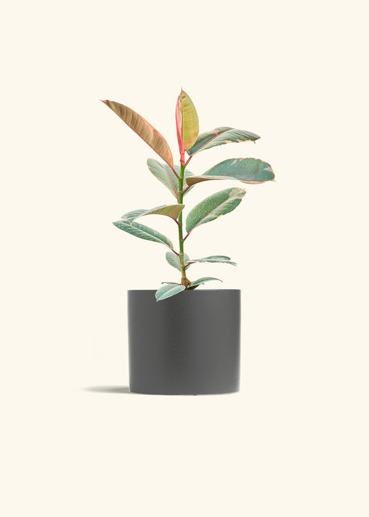 Ruby Rubber Tree in a 6 inches Charcoal Classic Cylinder Planter 