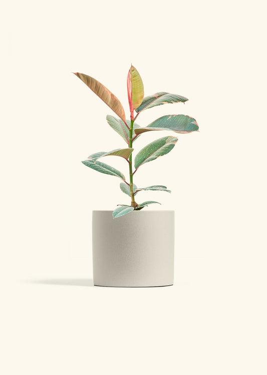 Ruby Rubber Tree in a 6 inches Oat Classic Cylinder Planter 