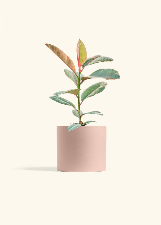 Ruby Rubber Tree in a 6 inches Pink Classic Cylinder Planter 