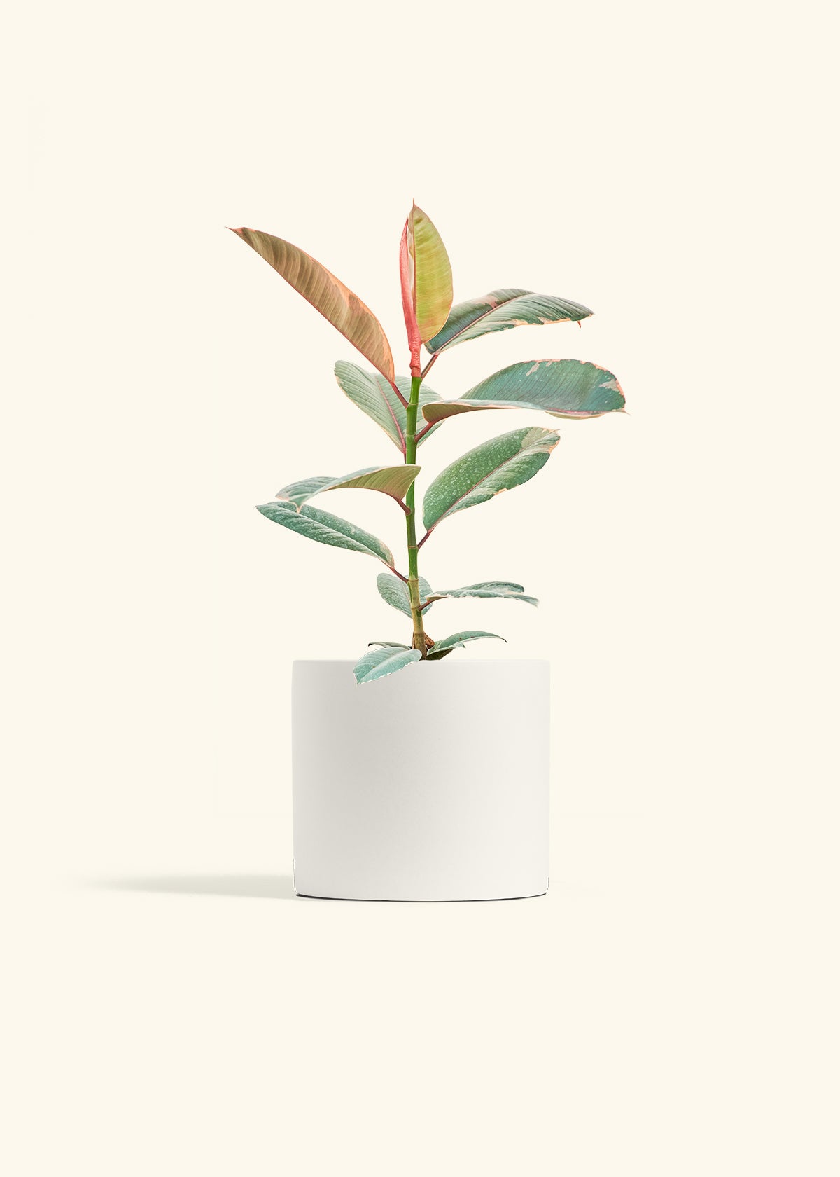 Ruby Rubber Tree in a 6 inches White Classic Cylinder Planter 