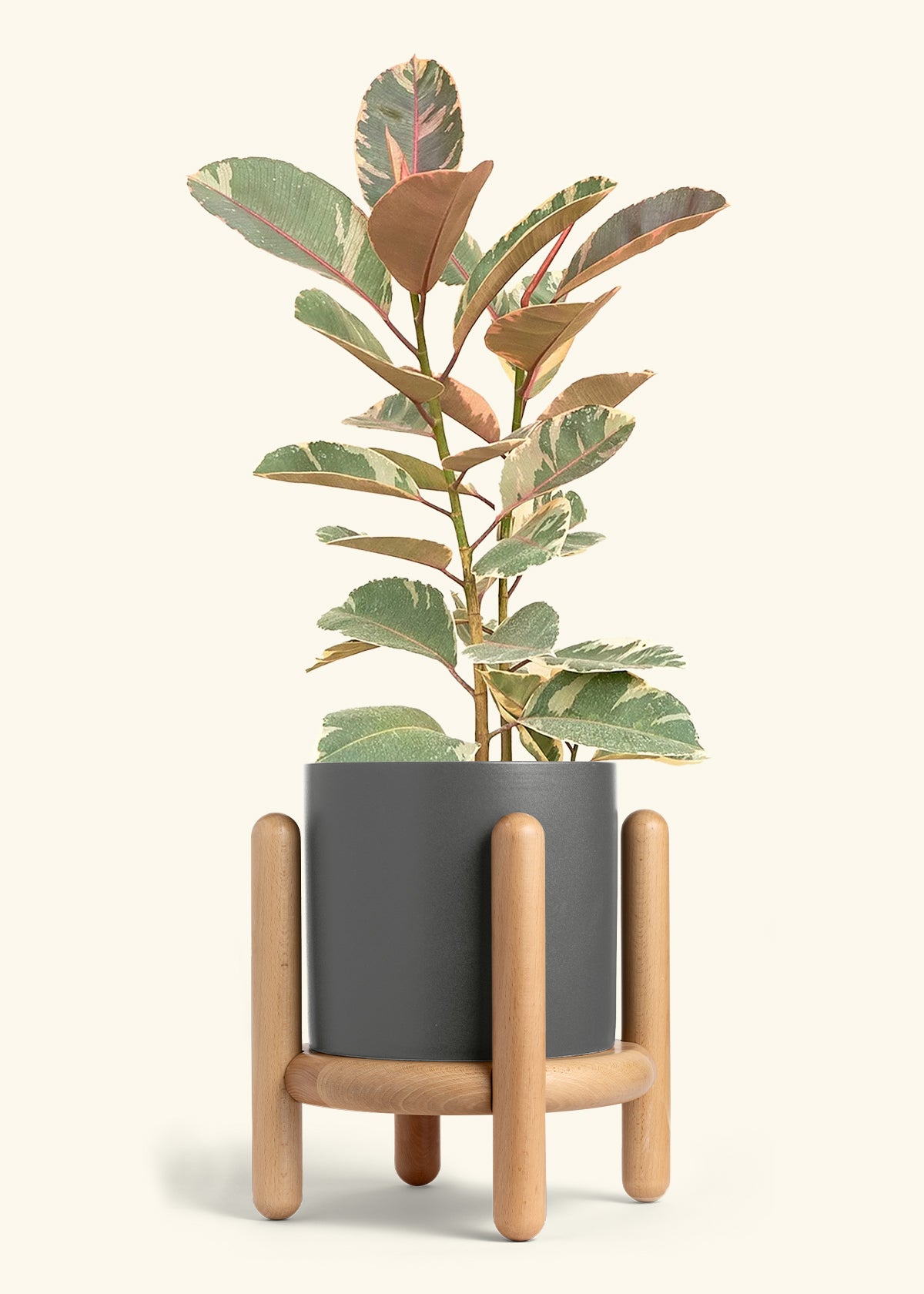 Ficus Tineke (Elastica), XL