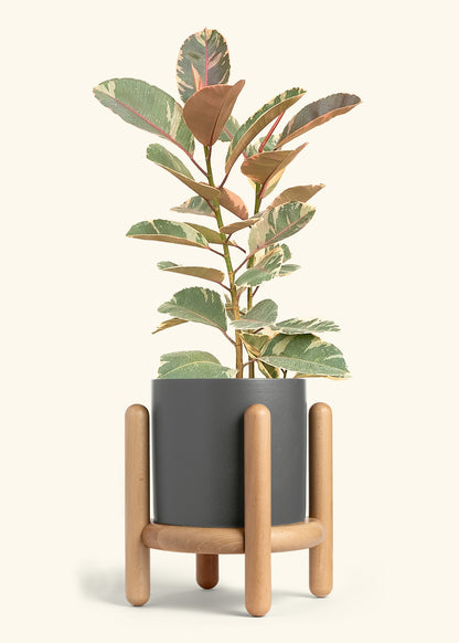Ficus Tineke (Elastica), XL