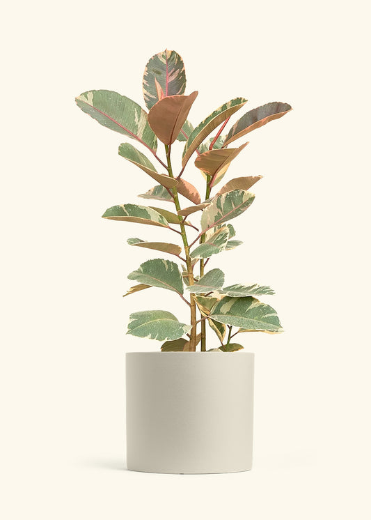 Ficus Tineke (Elastica), XL