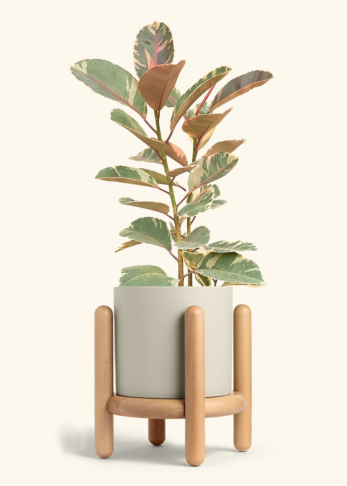 Ficus Tineke (Elastica), XL