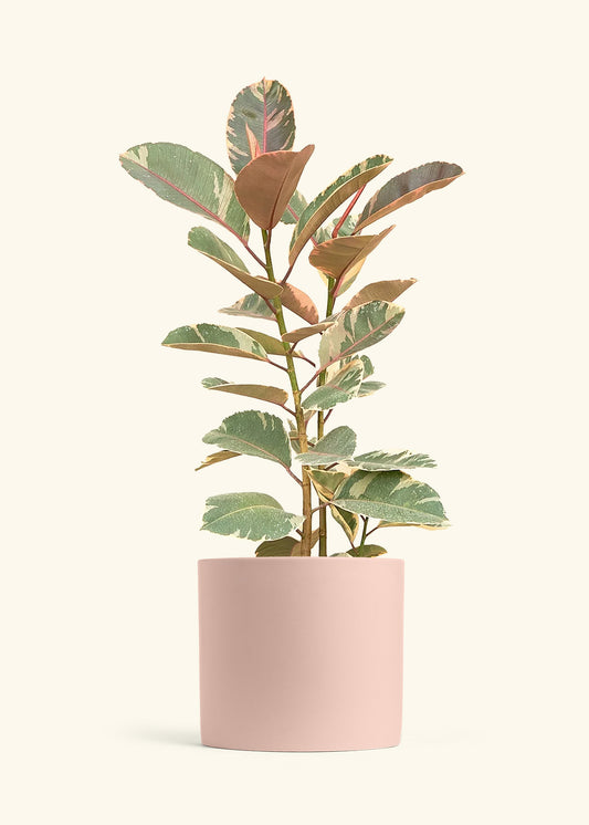 Ficus Tineke (Elastica), XL