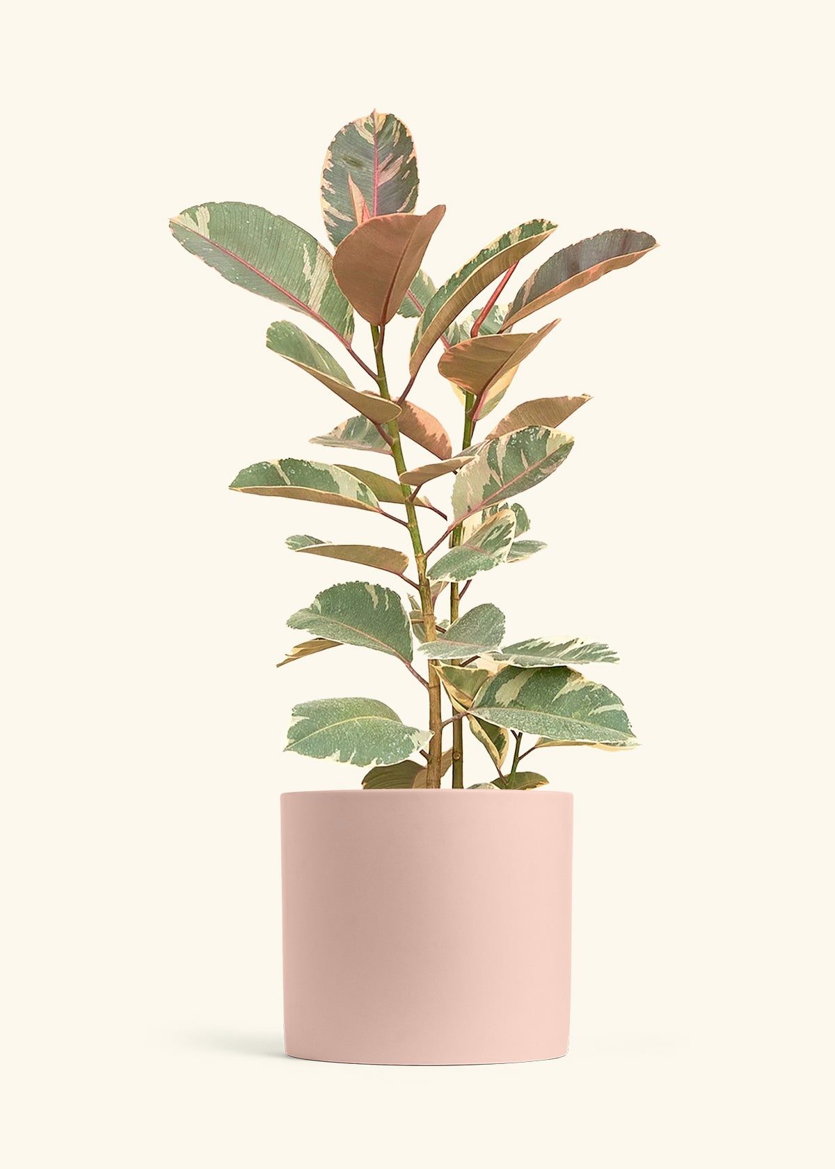 Ficus Tineke (Elastica)