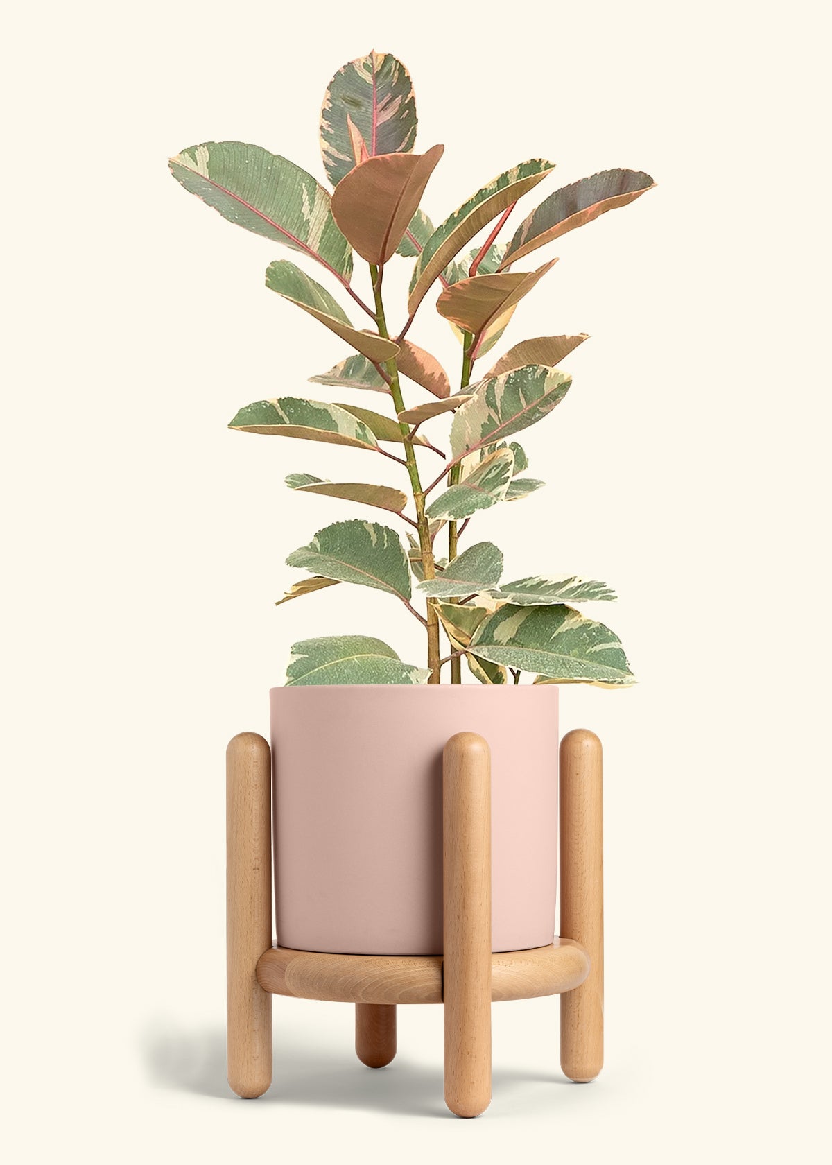 Ficus Tineke (Elastica), XL