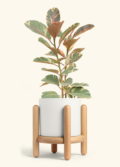 Ficus Tineke (Elastica), XL