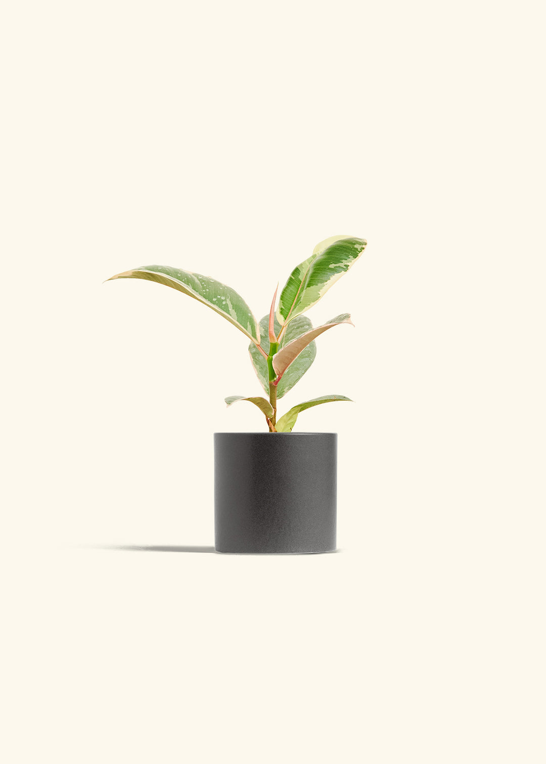 Ficus Tineke (Elastica)