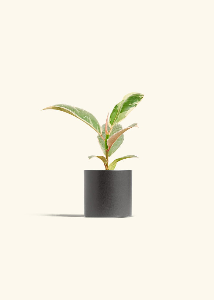 Ficus Tineke (Elastica)
