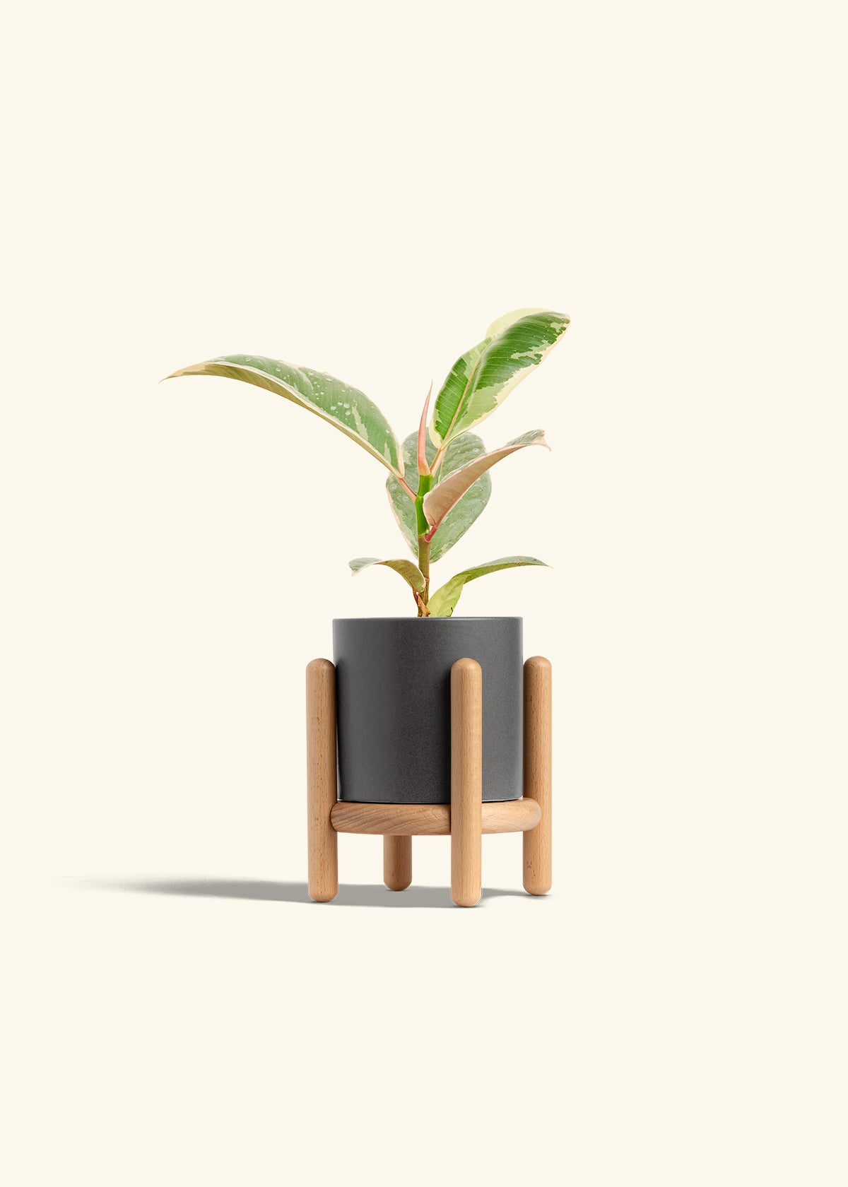 Ficus 'Tineke', Small