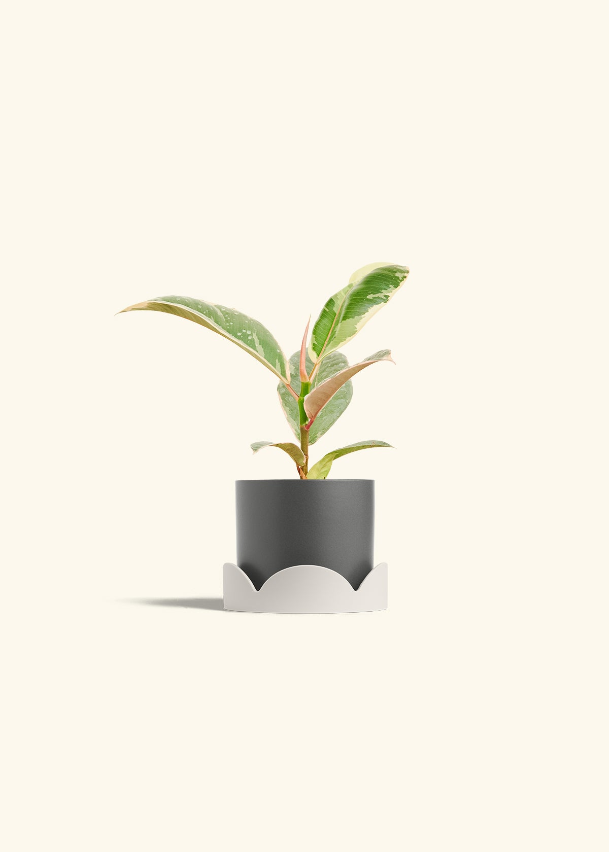 Ficus 'Tineke', Small