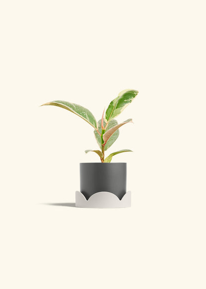 Ficus 'Tineke', Small
