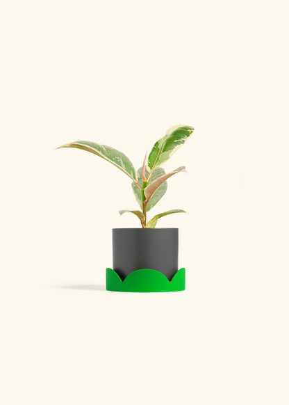Ficus 'Tineke', Small