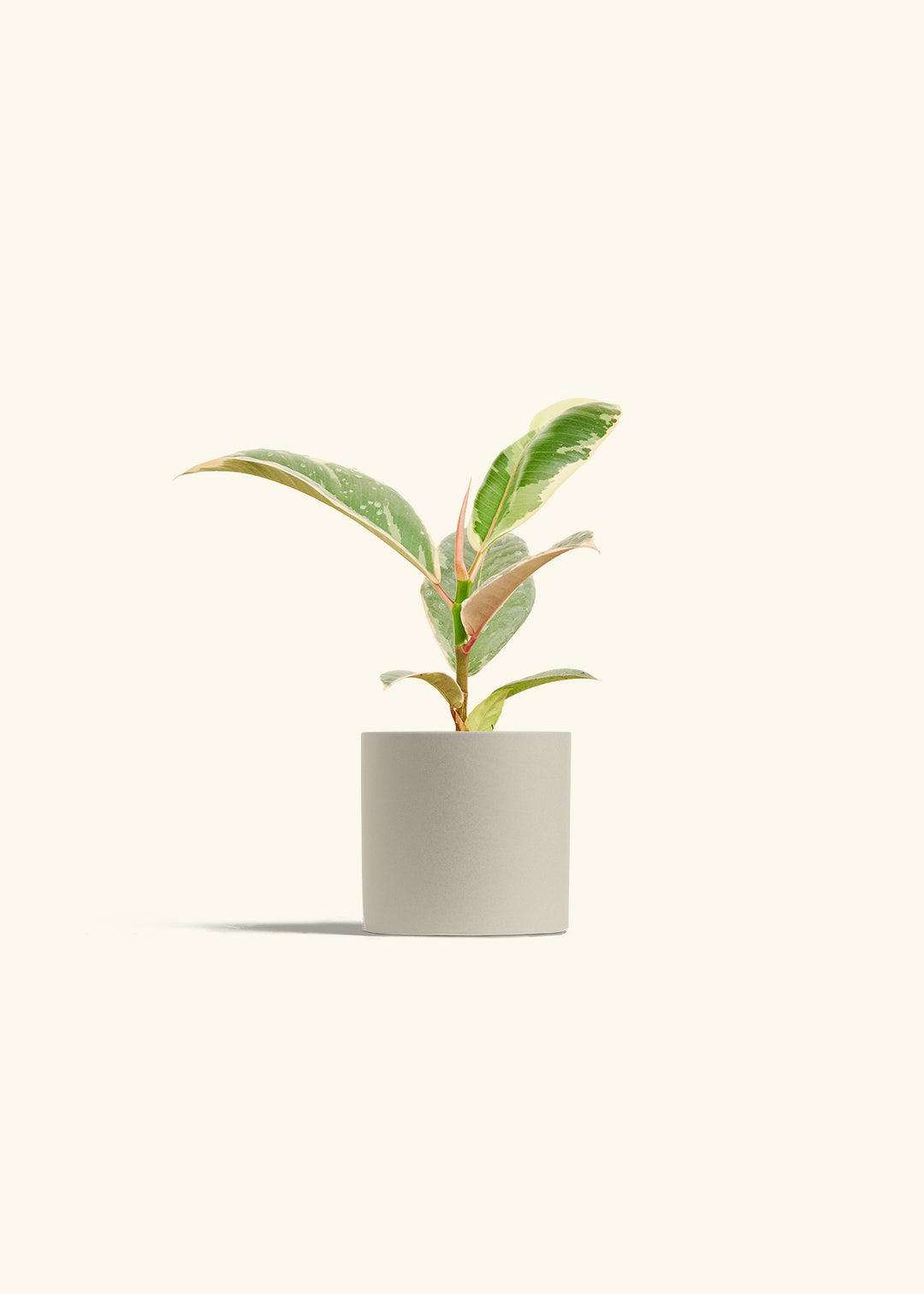 Ficus Tineke (Elastica)