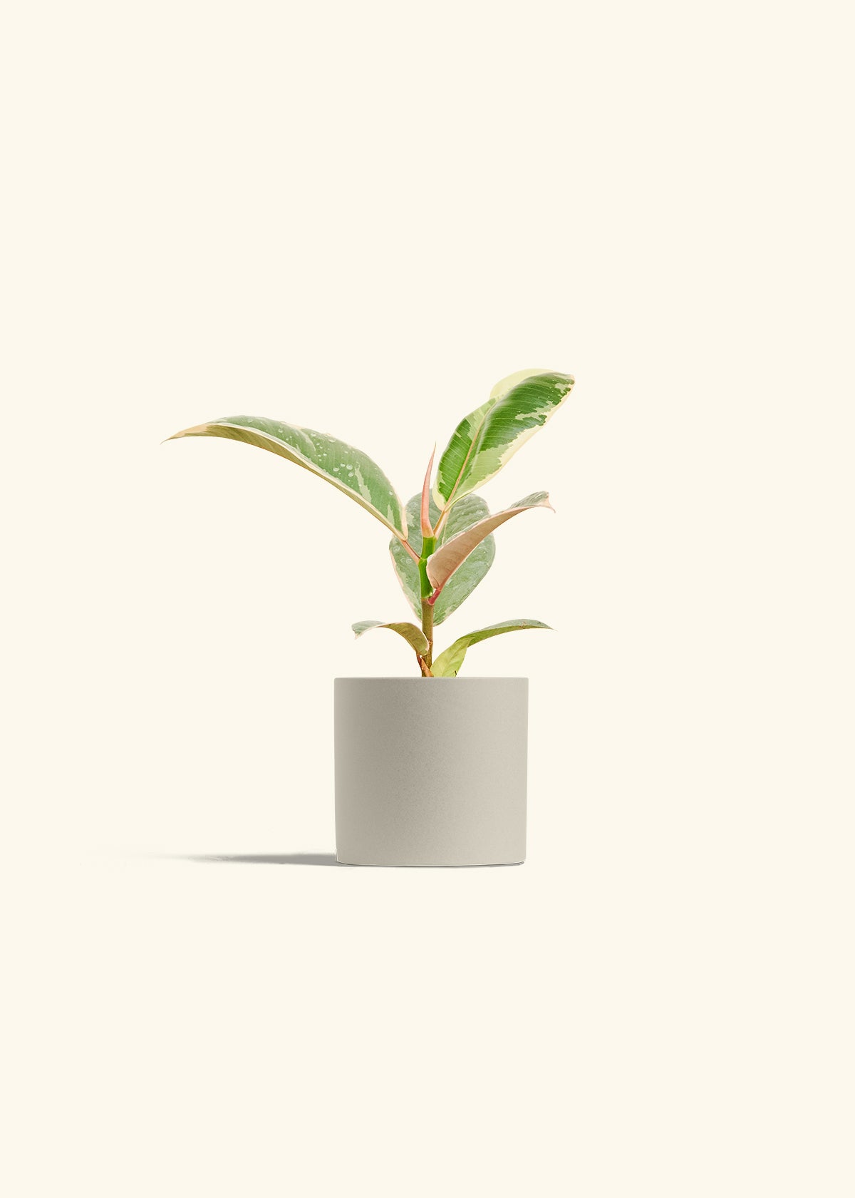 Ficus 'Tineke', Small
